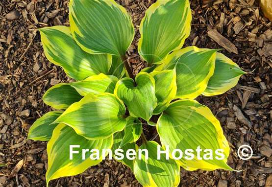 Hosta Proud Treasure